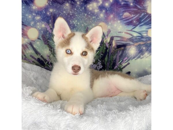 Siberian Husky DOG Male Red / White 2604 Petland Lancaster, Ohio