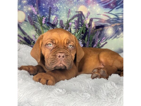 Dogue De Bordeaux-DOG-Female-Fawn-2603-Petland Lancaster, Ohio