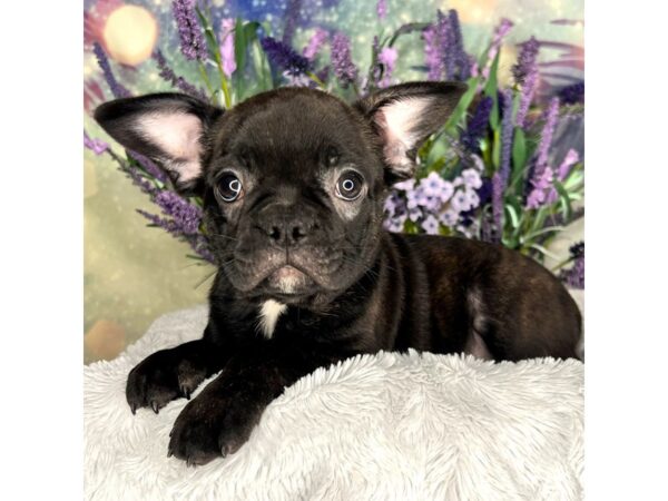 Frenchton-DOG-Male-black brindle-2602-Petland Lancaster, Ohio