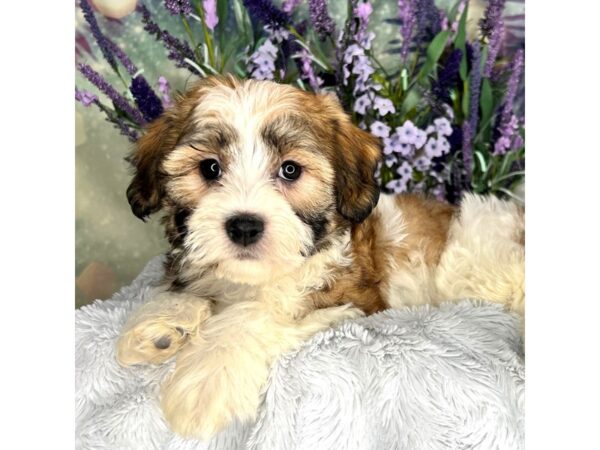 Shichon-DOG-Female-brown/white-2601-Petland Lancaster, Ohio