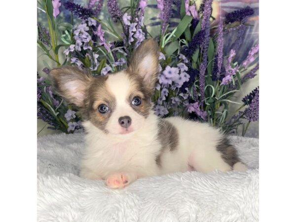 Chihuahua DOG Female Blue Fawn 2600 Petland Lancaster, Ohio