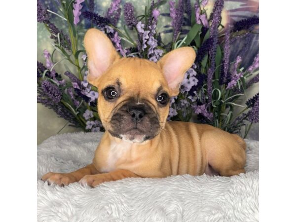 French Bulldog DOG Female Fawn 2598 Petland Lancaster, Ohio