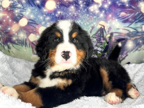 Bernese Mountain Dog DOG Male Tri 2617 Petland Lancaster, Ohio