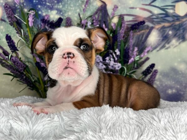 English Bulldog DOG Male chocolate tri 2620 Petland Lancaster, Ohio