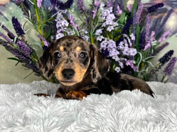 Dachshund DOG Male Silver Dapple 2615 Petland Lancaster, Ohio