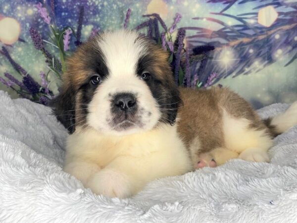 Saint Bernard DOG Male Sable & White 2606 Petland Lancaster, Ohio