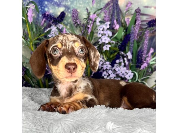 Dachshund DOG Female Chocolate / Tan 2614 Petland Lancaster, Ohio