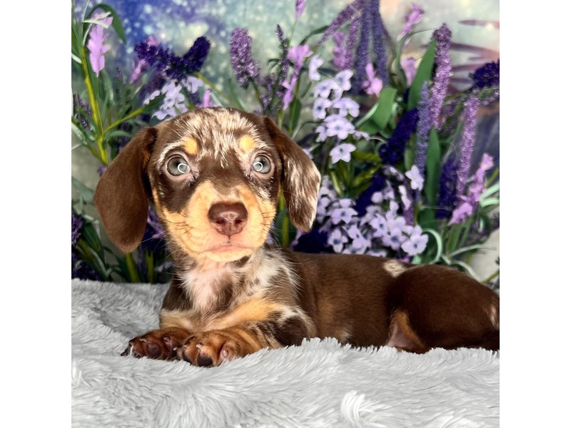 Dachshund Puppy Chocolate / Tan ID2614 Located at Petland Lancaster