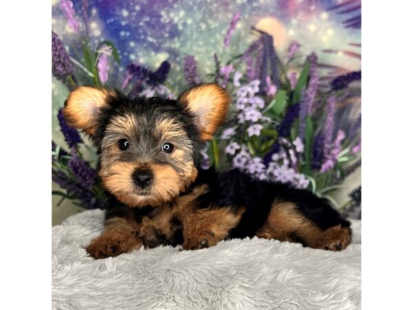 Yorkshire Terrier DOG Female Black and Gold 2616 Petland Lancaster, Ohio