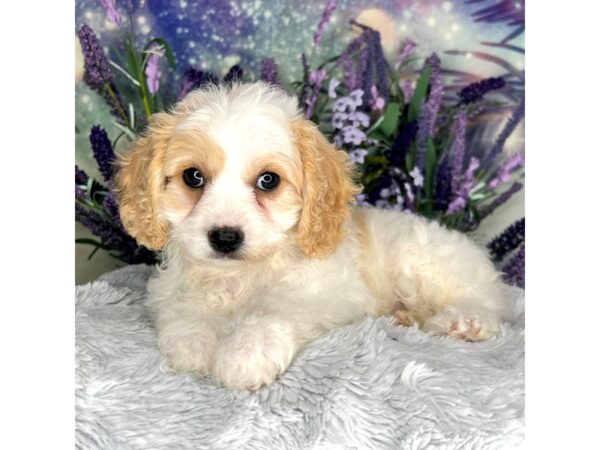 Cavachon-DOG-Female-Blenheim and White-2618-Petland Lancaster, Ohio