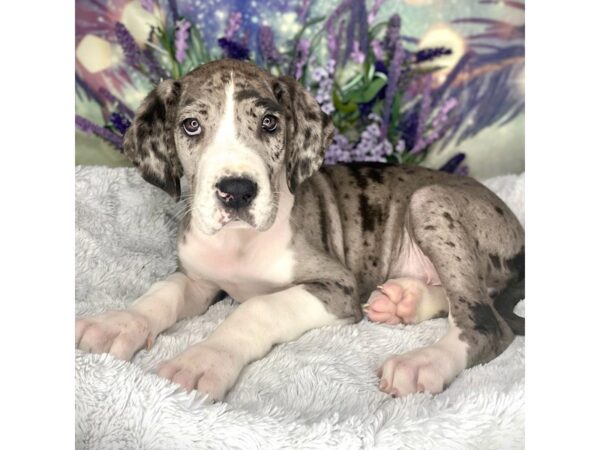 Great Dane DOG Male Blue Merle 2622 Petland Lancaster, Ohio