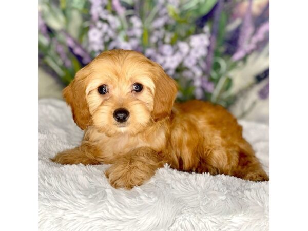 Cava Poo-DOG-Male-red-2623-Petland Lancaster, Ohio