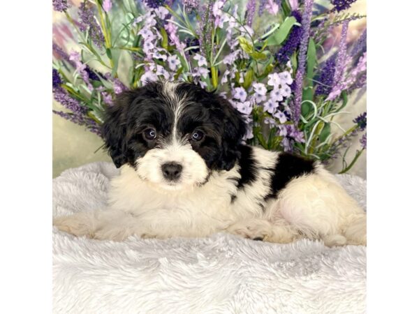 Cavachon-DOG-Female-black and white-2624-Petland Lancaster, Ohio