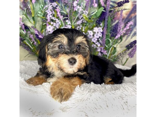YorkieChon DOG Male Black and Gold 2625 Petland Lancaster