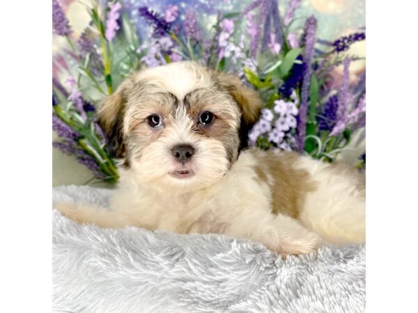 Shichon DOG Male white and brown 2626 Petland Lancaster, Ohio