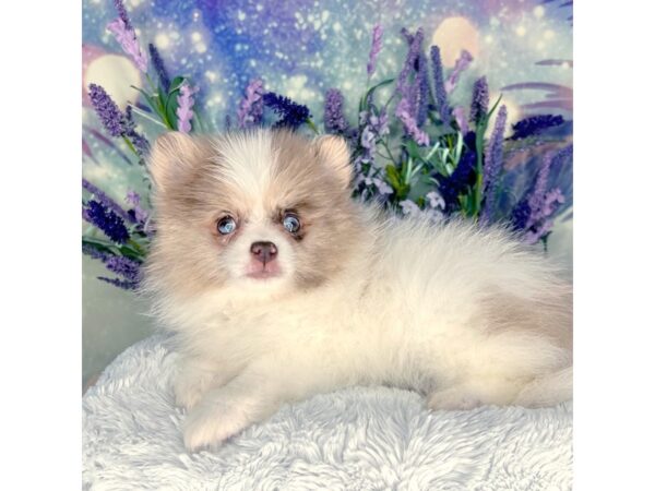 Pomeranian DOG Male Chocolate Merle and White Parti 2642 Petland Lancaster, Ohio