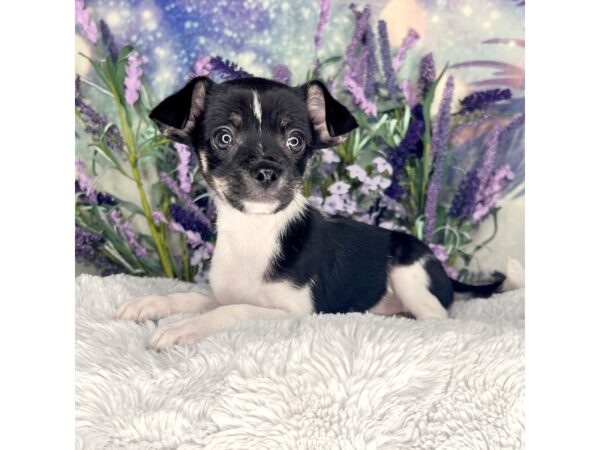 Chihuahua DOG Female Tri-Colored 2641 Petland Lancaster, Ohio