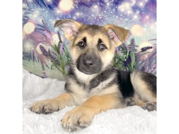 German Shepherd Dog DOG Female Black / Tan 2640 Petland Lancaster, Ohio