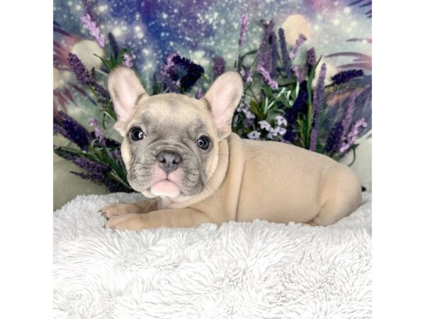 French Bulldog DOG Male Blue Fawn 2639 Petland Lancaster, Ohio