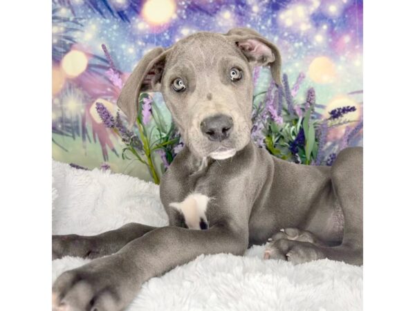 Great Dane-DOG-Female-Blue-2637-Petland Lancaster