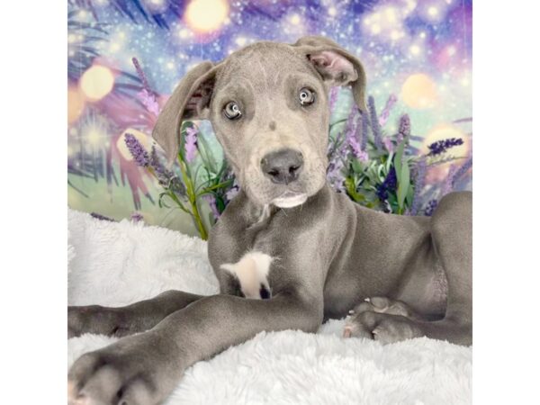 Great Dane DOG Female Blue 2637 Petland Lancaster, Ohio