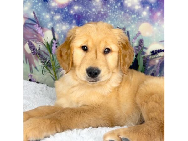 Golden Retriever DOG Female Golden 2636 Petland Lancaster, Ohio