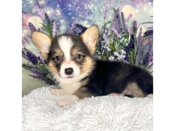 Pembroke Welsh Corgi DOG Male Black 2635 Petland Lancaster, Ohio