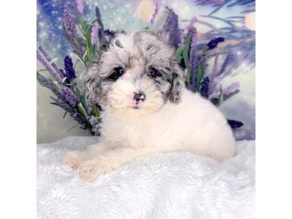 Miniature Poodle DOG Female blue merle parti 2634 Petland Lancaster, Ohio