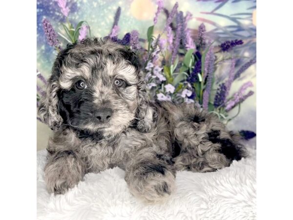 Miniature Labradoodle DOG Female blue merle 2633 Petland Lancaster, Ohio