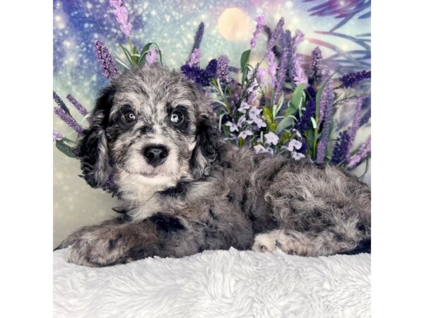 Miniature Goldendoodle DOG Male blue merle 2632 Petland Lancaster, Ohio