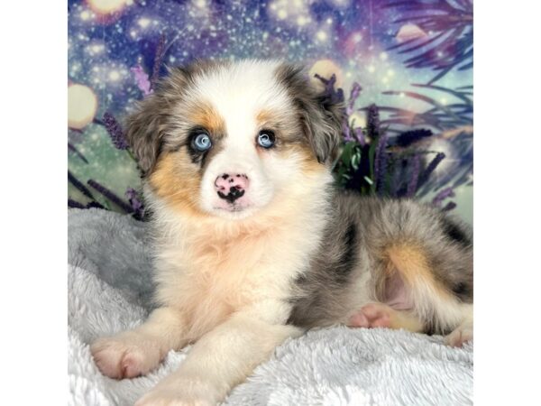Australian Shepherd DOG Male Blue Merle 2630 Petland Lancaster, Ohio