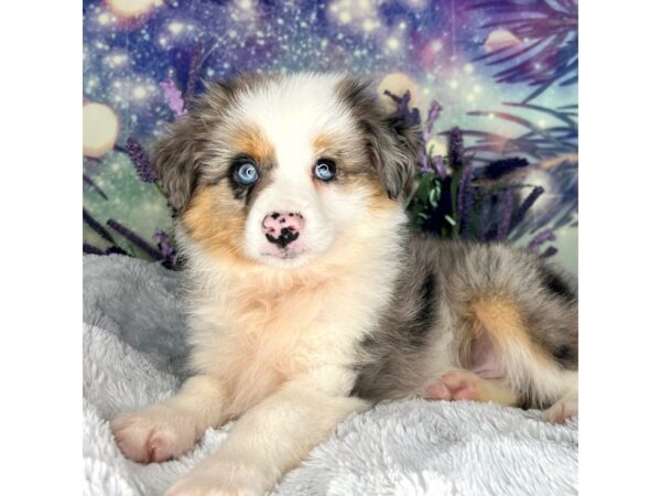 Miniature Australian Shepherd DOG Male Blue Merle 2630 Petland Lancaster, Ohio