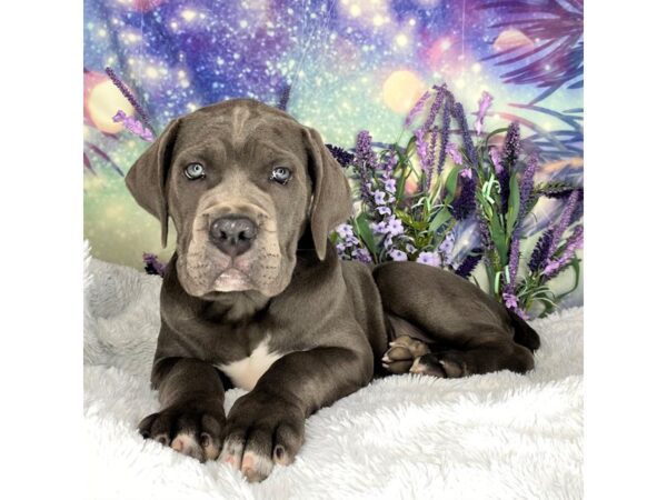 Cane Corso-DOG-Female-Blue-2643-Petland Lancaster, Ohio