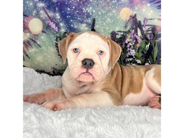 Olde English Bulldog-DOG-Male-Brindle / White-2645-Petland Lancaster, Ohio