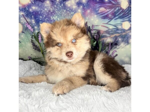 Pomsky-DOG-Female-choc merle-2652-Petland Lancaster