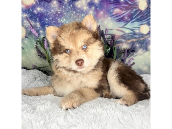 Pomsky-DOG-Female-choc merle-2652-Petland Lancaster, Ohio