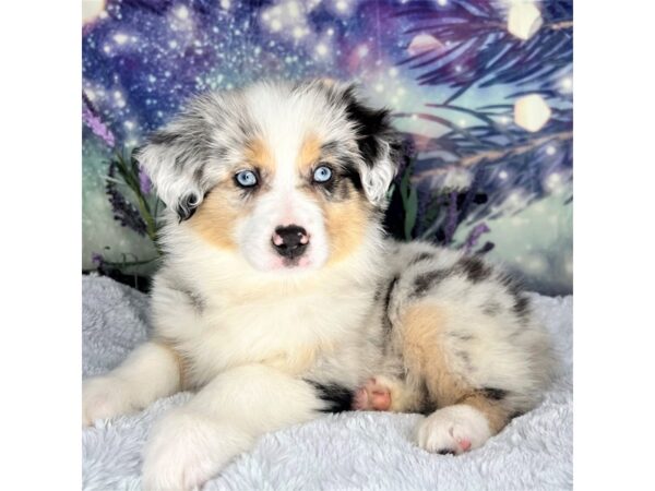 Miniature Australian Shepherd DOG Female blue merle 2651 Petland Lancaster, Ohio