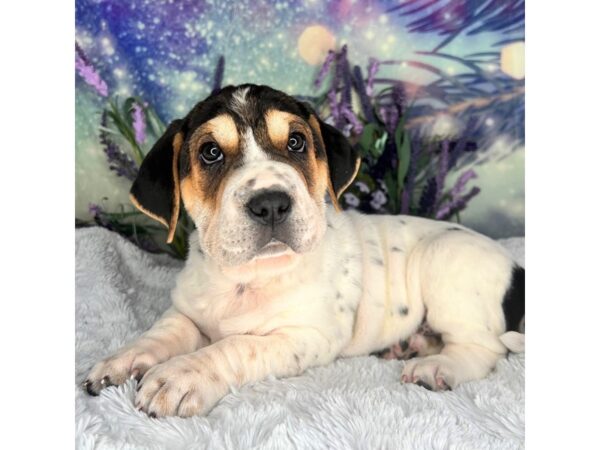 Walrus-DOG-Female-Tri-Colored-2650-Petland Lancaster, Ohio