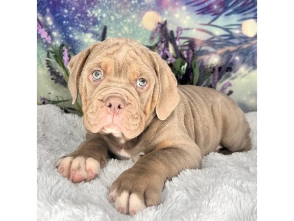 Olde English Bulldog-DOG-Male-Lilac / Tan-2649-Petland Lancaster, Ohio