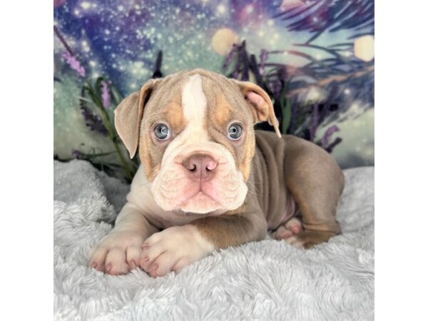 Olde English Bulldog-DOG-Male-Lilac / Tan-2648-Petland Lancaster, Ohio