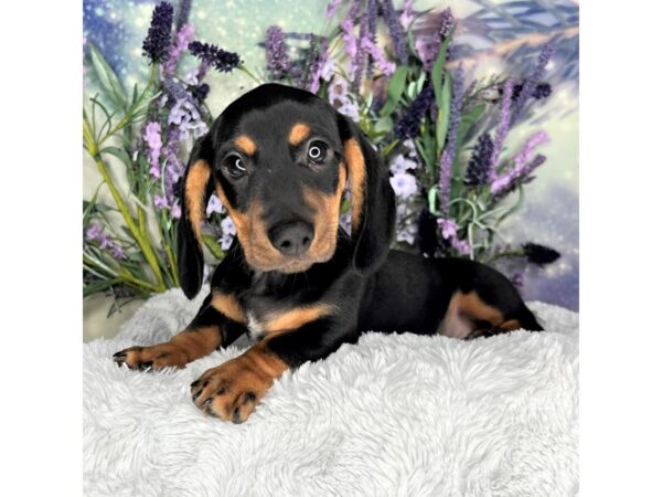 Dachshund DOG Male Black / Tan 2647 Petland Lancaster, Ohio