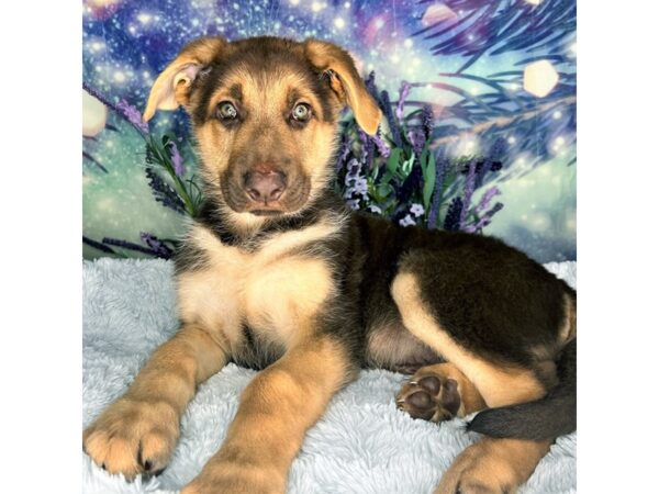 German Shepherd Dog-DOG-Male-Liver-2646-Petland Lancaster, Ohio