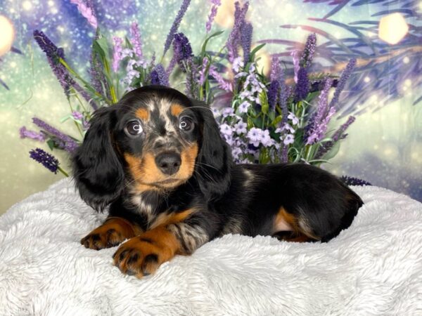 Dachshund DOG Female Silver Dapple Tan Points 2653 Petland Lancaster, Ohio