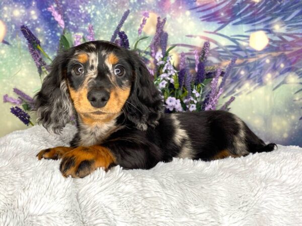 Dachshund-DOG-Male-Silver Dapple Tan Points-2654-Petland Lancaster, Ohio