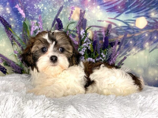 Shihpoo-DOG-Female-brown and white-2656-Petland Lancaster, Ohio