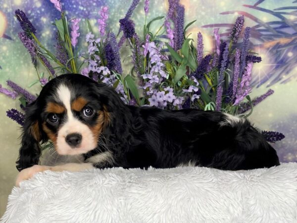 Cavalier King Charles Spaniel-DOG-Female-blk tri-2655-Petland Lancaster, Ohio