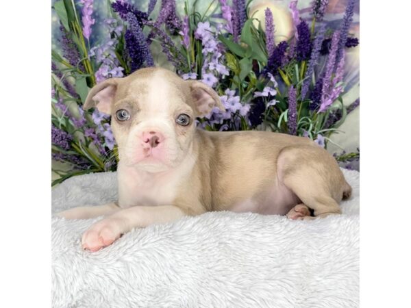 Boston Terrier DOG Female Lilac Merle 2674 Petland Lancaster, Ohio