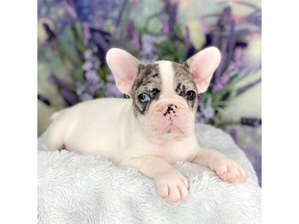 French Bulldog DOG Female Blue Merle 2673 Petland Lancaster, Ohio