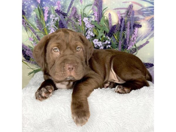 Mini Hippo-DOG-Male-Chocolate / White-2672-Petland Lancaster, Ohio