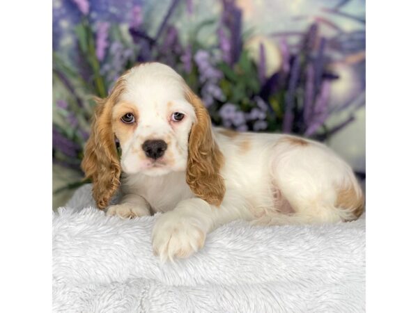 Cocker Spaniel DOG Male Buff / White 2671 Petland Lancaster, Ohio